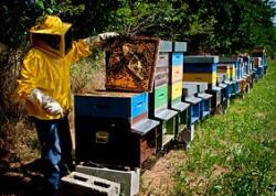 diffusione apicoltura