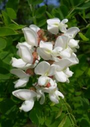 fiore di acacia