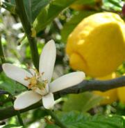 fiore di agrumi