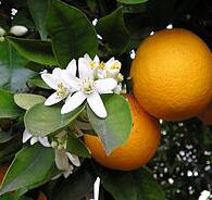 fiore di arancio