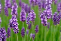 fiore di lavanda