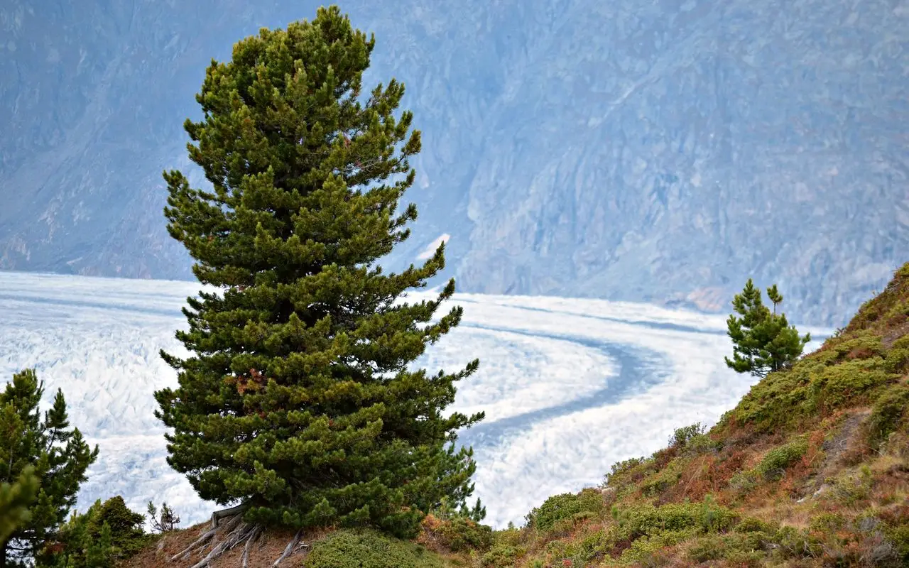La pianta più antica del mondo è ancora viva oggi: ecco dove puoi vederla