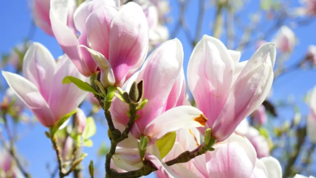 Allerta estinzione: ecco le piante preziose che stanno sparendo e perché è gravissimo