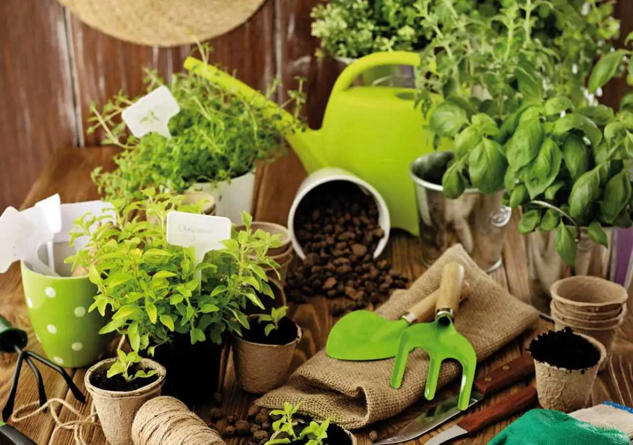 Letture essenziali per trasformare il tuo pollice nero in pollice verde: ecco i libri che ti cambiano la vita