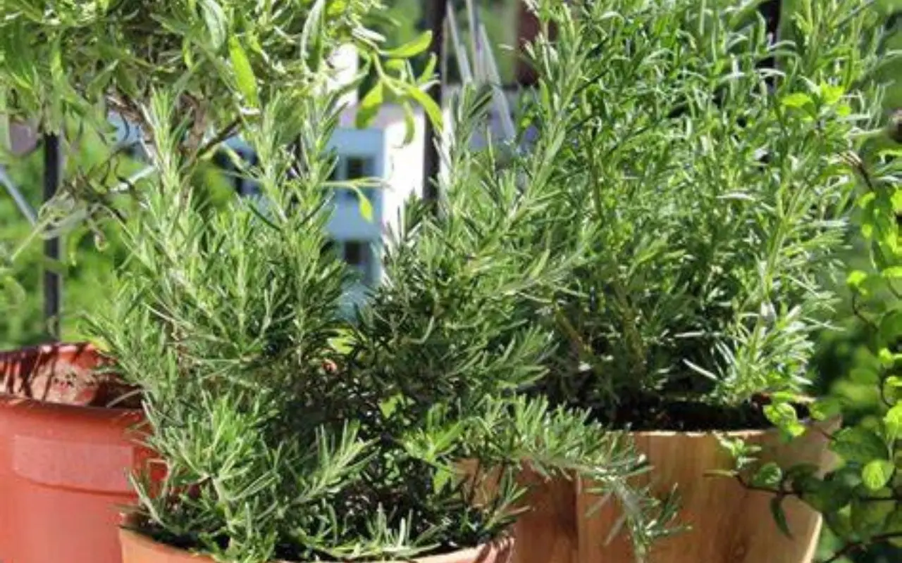 Non tutte le aromatiche vanno insieme: ecco quali puoi mettere nello stesso vaso senza problemi