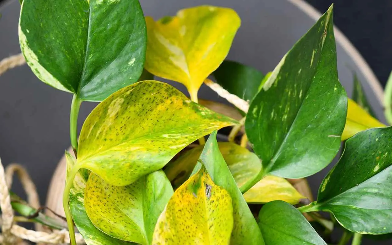 Le foglie del tuo pothos hanno macchie marroni, cosa sono? L’analisi delle cause