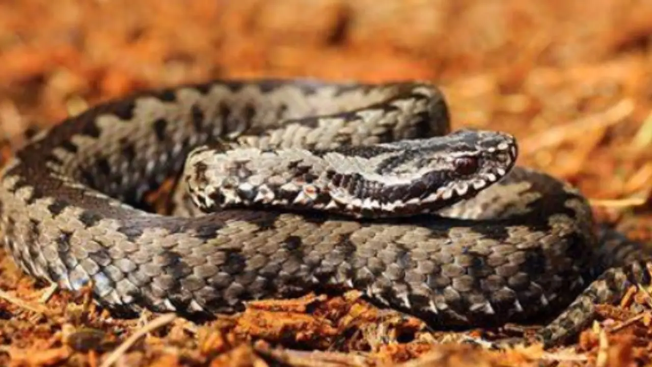 Allerta vipere in giardino: cosa può accadere se ne trovi una