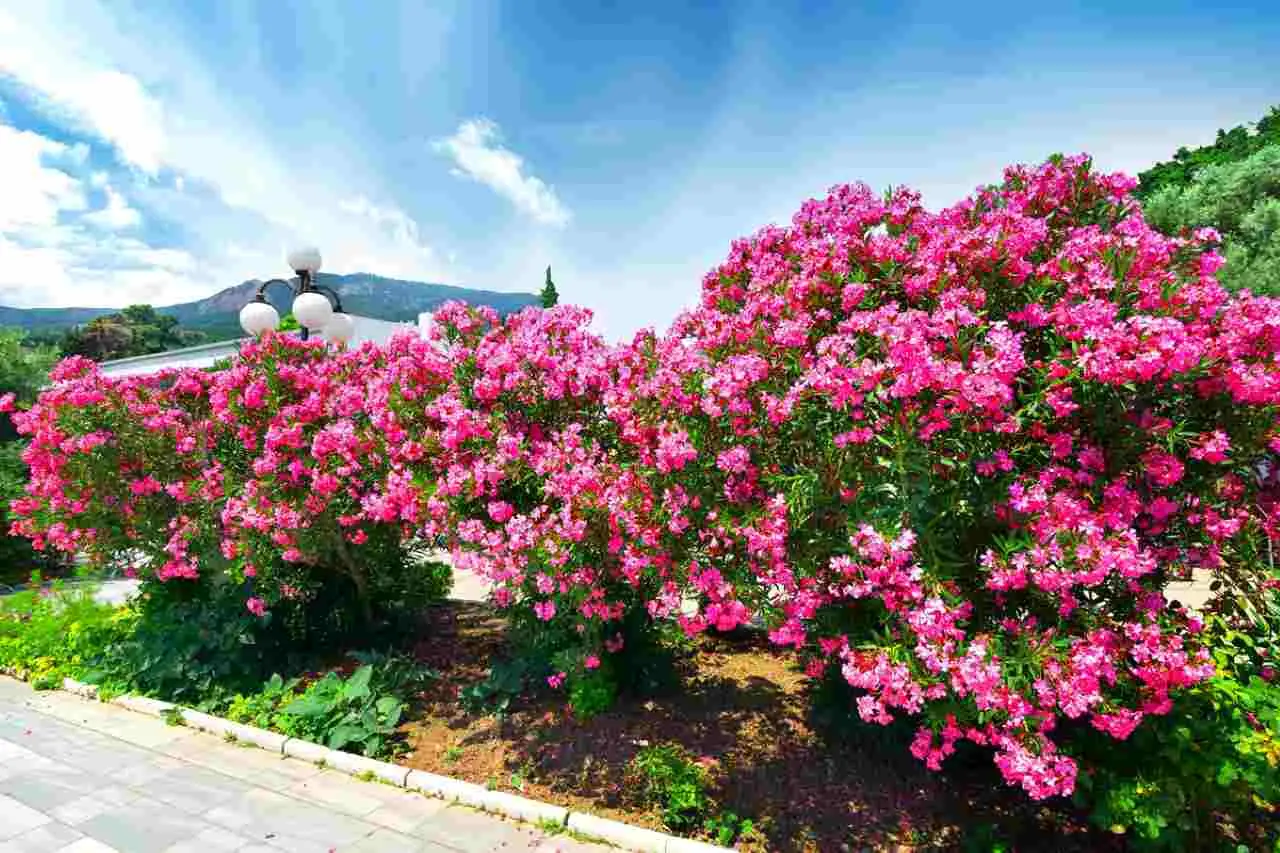 Quali sono le piante più adatte per un giardino al mare? Quelle che resistono a sale e vento