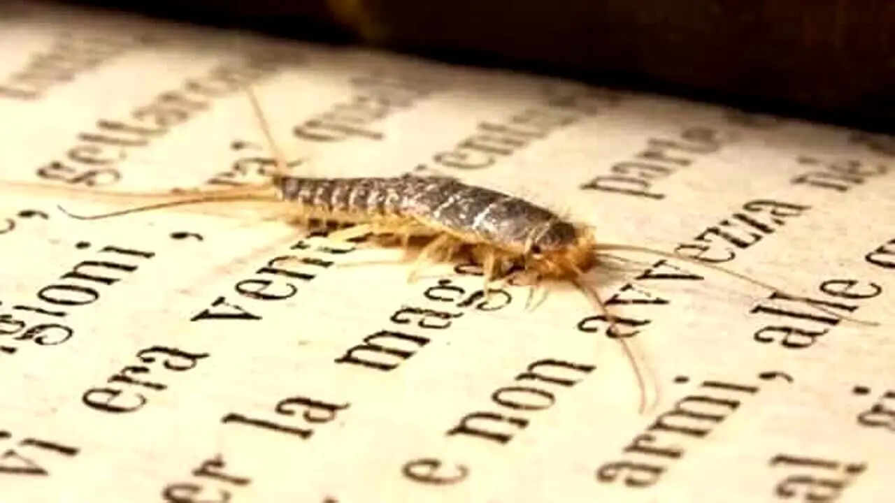 Se trovi uno di questi insetti in casa devi chiamare la disinfestazione