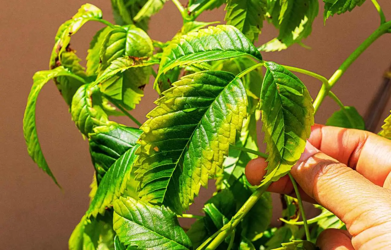 Come riconoscere le carenze nutritive delle piante