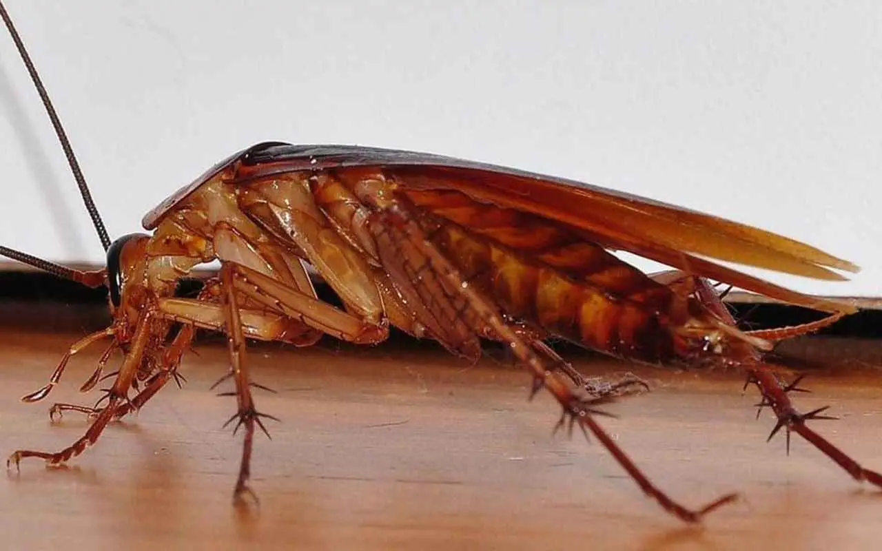Quali sono gli odori che danno fastidio alle blatte? Ecco quelli più efficaci