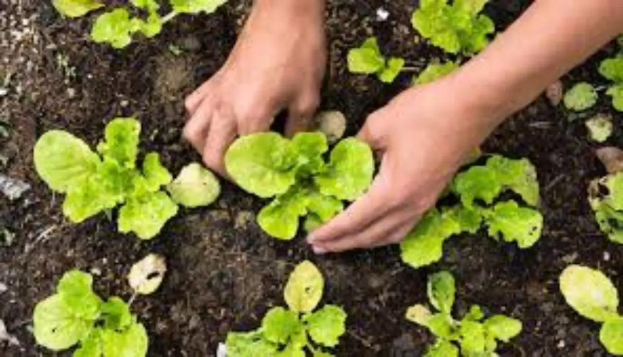 L’errore banale che fai pacciamando e che raddoppia la fatica nell’orto